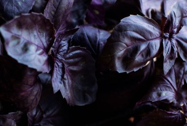 Olgun menekşe fesleğeni yaprakları. Bir demet aromatik bazilika pesto için bir malzemedir. Siyah sade hayat. doku arkaplan organik doğa bitkileri