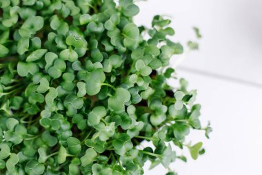 Tepsi manzaralı taze roka filizleri. Ev çiftliğinde mikroçim yetiştiriyorum. Mikro yeşiller sağlıklı beslenmede popüler bir eğilimdir. Vitamin bakımından zengin vejetaryen biyo-diyet süper gıdalar. afiş arkaplanı
