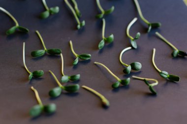 Genç ayçiçeği filizleri yakın plan. Mikroyeşiller siyah arkaplan. Süper gıda bitkisi organik eko vejetaryen. Çiğ gıda trendi. Yeşil bayrak. Devedikenlerini büyüten mikro besin vitaminleri. Filizlenme üst görünüm deseni