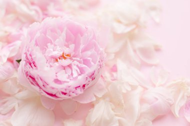 Beyaz arka planda güzel pembe şakayık çiçeği.