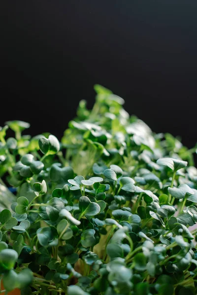 Piantine Rucola Giovani Primo Piano Microverdi Sfondo Nero Erba Superfood — Foto Stock