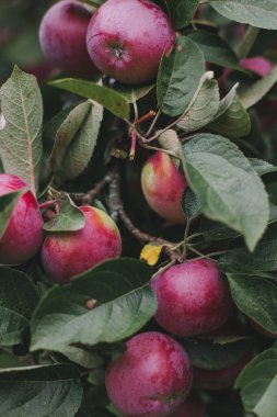 Bir dalda kırmızı elma hasadı. Doğal meyve yetiştirme. Kış için stoklar. Sonbahar doğal arka planı. Bahçe işleriyle uğraşıyorum. Yaşam tarzı fotoğrafı. Duvar Kağıdı