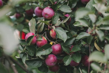Bir dalda kırmızı elma hasadı. Doğal meyve yetiştirme. Kış için stoklar. Sonbahar doğal arka planı. Bahçe işleriyle uğraşıyorum. Yaşam tarzı fotoğrafı. Duvar Kağıdı