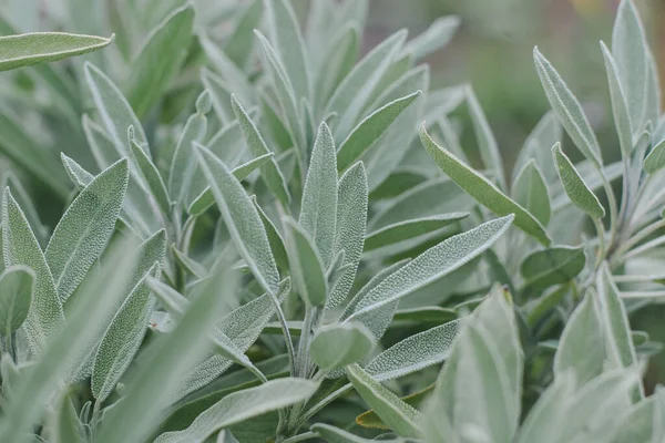 Bahçeye adaçayı çalısı sürüldü. Büyüyen şifalı bitkiler. Homeopati aromaterapisi. Bitkisel tedavi. Canlı bitki salvası. İlaçlar. Doğal bitki yaşam tarzı geçmişi