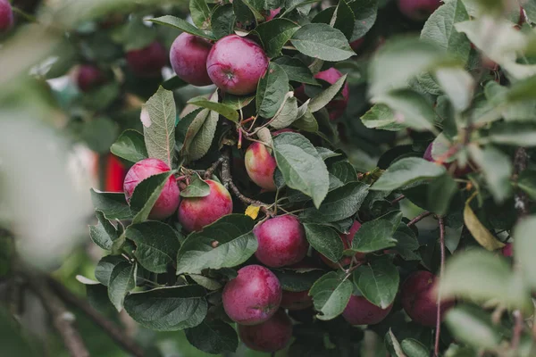 Bir dalda kırmızı elma hasadı. Doğal meyve yetiştirme. Kış için stoklar. Sonbahar doğal arka planı. Bahçe işleriyle uğraşıyorum. Yaşam tarzı fotoğrafı. Duvar Kağıdı