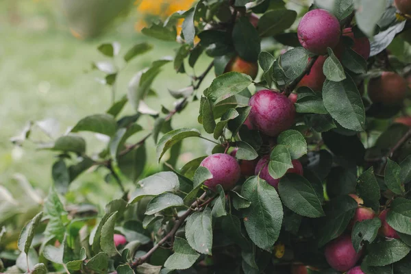 Rijke Oogst Van Rode Appels Een Tak Landbouw Natuurlijke Teelt — Stockfoto