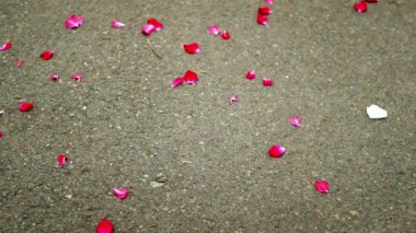 Rüzgarda uçan gül yaprakları asfalt yolda, toprakta.