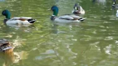 Ördek ve Drake yakın mesafeden gölette güzelce yüzerler. Makro çekim.