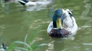 Ördek ve Drake yakın mesafeden gölette güzelce yüzerler. Makro çekim.