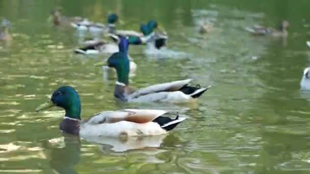 Ente Und Erpel Schwimmen Teich Aus Nächster Nähe Makroschießen — Stockvideo