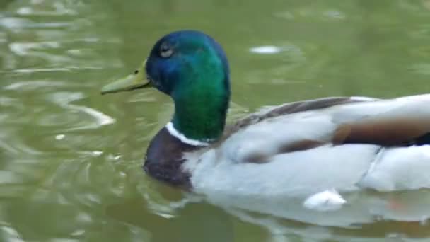 Ente Und Erpel Schwimmen Teich Aus Nächster Nähe Makroschießen — Stockvideo