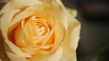 Sarı gül goncası, gül goncası, güneş ışınları altında yakın çekim modunda. Makro çekim.