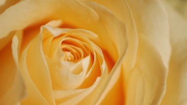 Sarı gül goncası, gül goncası, güneş ışınları altında yakın çekim modunda. Makro çekim.