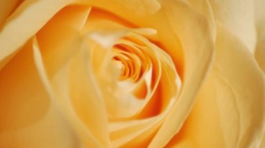 Sarı gül goncası, gül goncası, güneş ışınları altında yakın çekim modunda. Makro çekim.