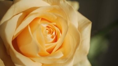 Sarı gül goncası, gül goncası, güneş ışınları altında yakın çekim modunda. Makro çekim.