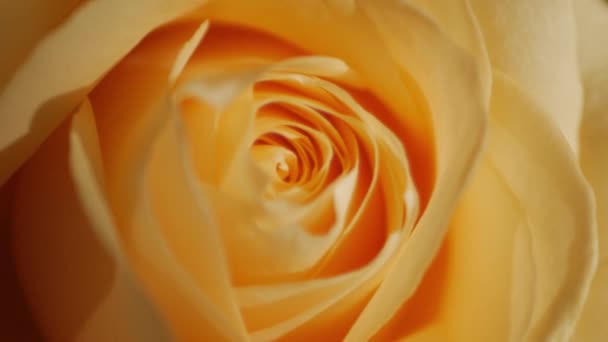 Κίτρινο Τριαντάφυλλο Τριαντάφυλλο Μπουμπούκι Ηλιαχτίδες Λειτουργία Close Μακρο Βολή — Αρχείο Βίντεο