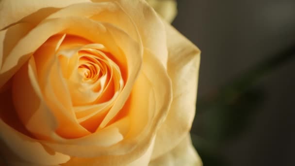 Κίτρινο Τριαντάφυλλο Τριαντάφυλλο Μπουμπούκι Ηλιαχτίδες Λειτουργία Close Μακρο Βολή — Αρχείο Βίντεο