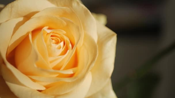 黄玫瑰花蕾 玫瑰花蕾 在近照模式的阳光下 宏观射门 — 图库视频影像
