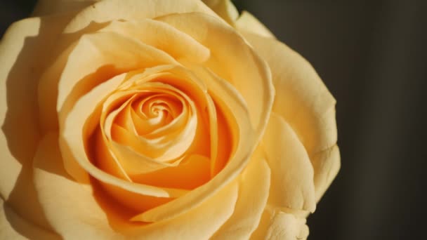 Yellow Rosebud Rose Bud Sunbeams Close Mode Macro Shot — Stock Video