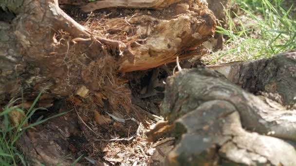 Umgestürzter Baum Zerstörter Baum Wurzeln Eines Vom Sturm Umgestürzten Baumes — Stockvideo