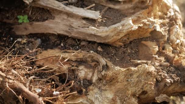 Árbol Roto Árbol Destruido Raíces Árbol Caído Tormenta — Vídeos de Stock