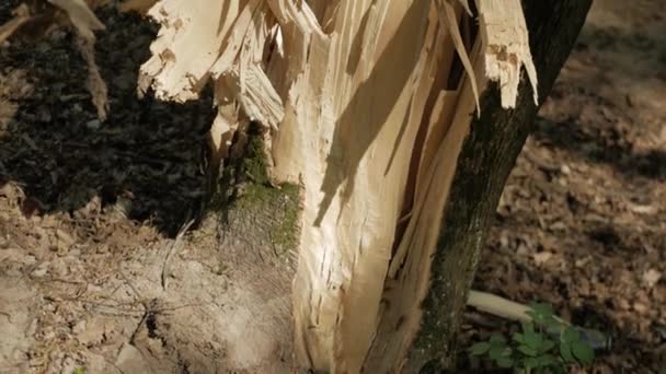 Zlomený Strom Zničený Strom Kořeny Padlého Stromu Bouře — Stock video