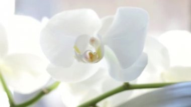 Beyaz Orkide portre