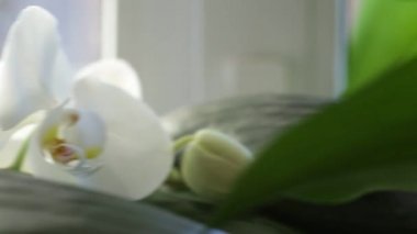 Pencere yakınındaki beyaz orkide