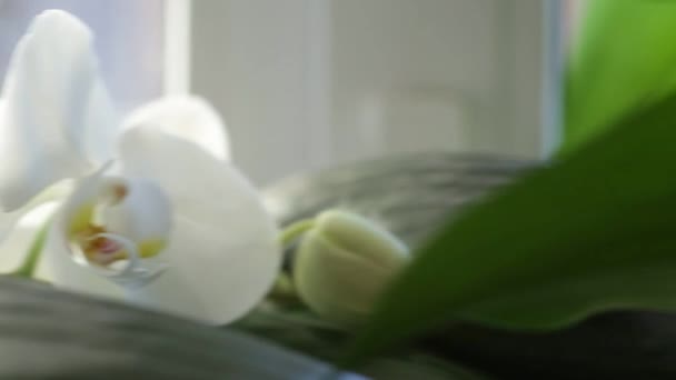 Orchidées blanches près de la fenêtre 