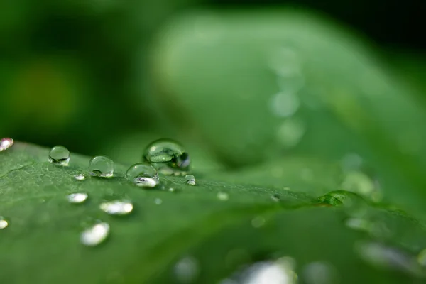 Leaves with dewdrops Stock Image