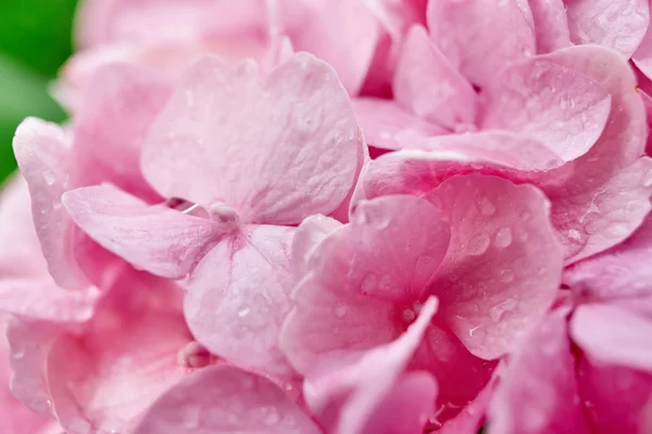 Bloemen met dauwdruppels Stockfoto