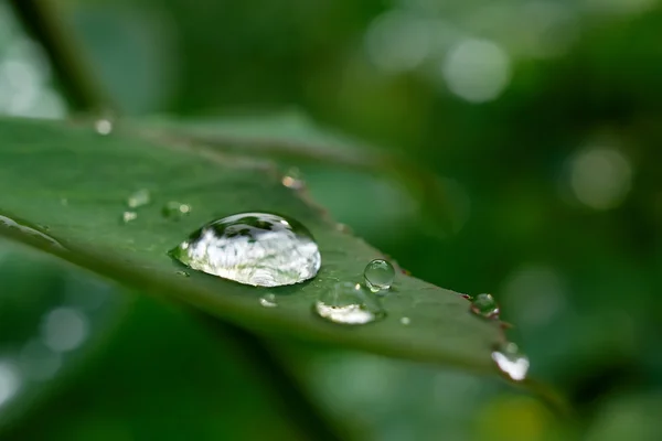 Hojas con Gotas de rocío Imágenes de stock libres de derechos