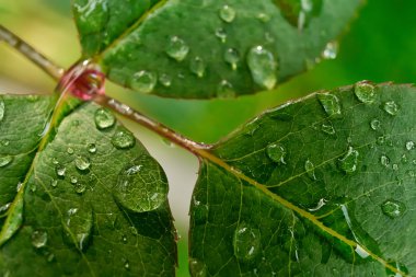 Yaprakları ile Dewdrops