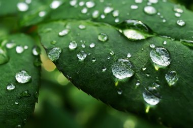 Yaprakları ile Dewdrops