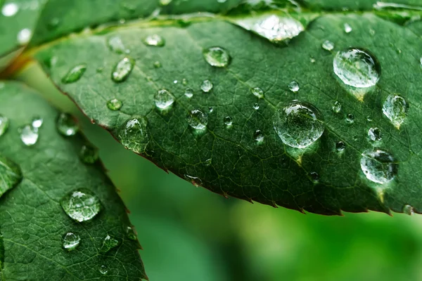 Leaves with dewdrops Royalty Free Stock Photos