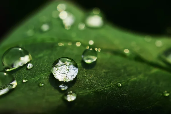 Hojas con Gotas de rocío Imagen de archivo