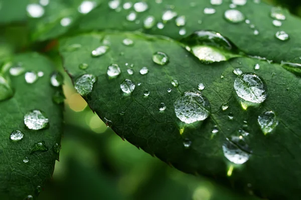 Hojas con Gotas de rocío Imágenes de stock libres de derechos