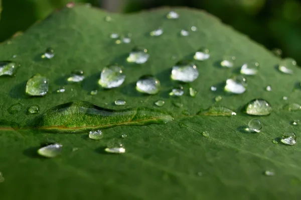 Dewdrops 나뭇잎 스톡 이미지