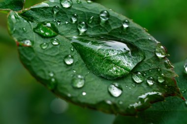 Yaprakları ile Dewdrops