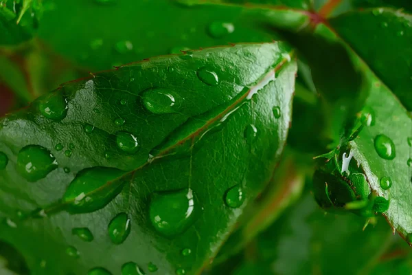 Yaprakları ile Dewdrops Stok Fotoğraf