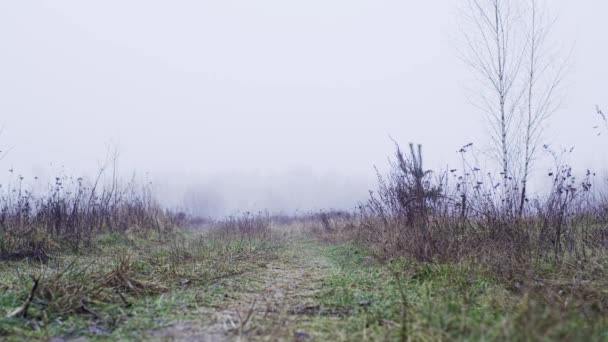 霧の風景と田舎道 — ストック動画