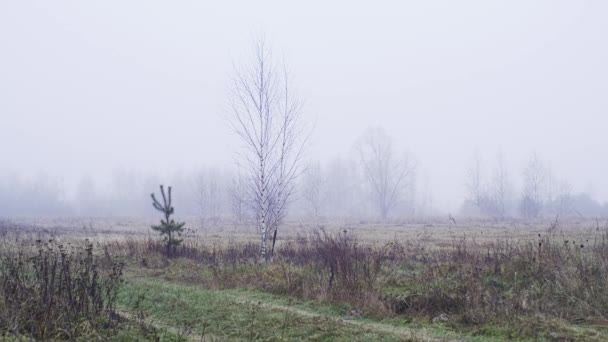 Brzoza w polu mgły — Wideo stockowe