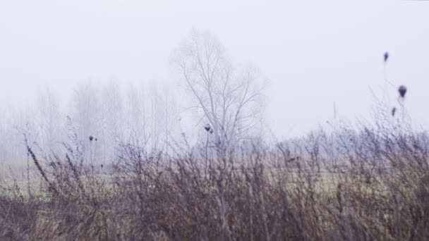 Campo de Fogy com árvores — Vídeo de Stock