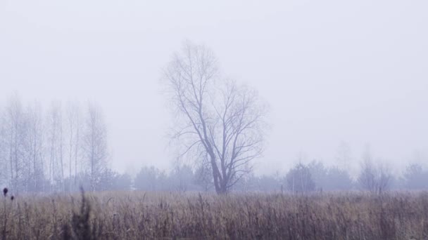 Ağaçlı sisli alan — Stok video