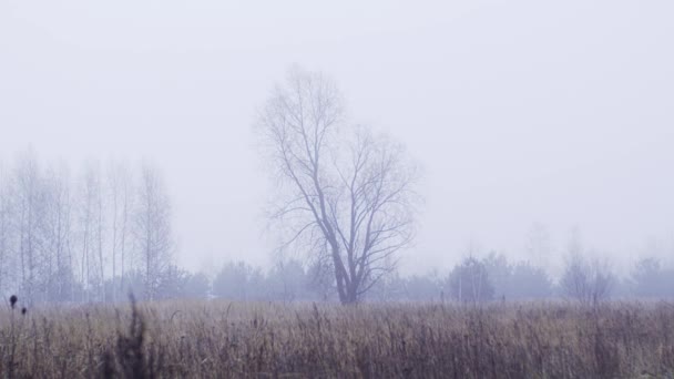 Campo de Fogy com árvores — Vídeo de Stock