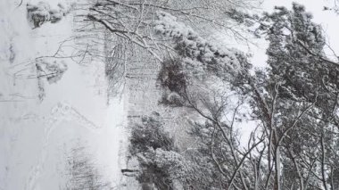 Kış karlı manzarası. Orta Avrupa Belarus doğası, Dikey video