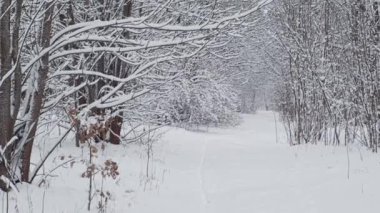 Kış karlı manzarası. Orta Avrupa Belarus doğası
