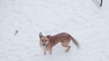 Kızıl köpek karın tadını çıkarıyor. Yavaş çekim