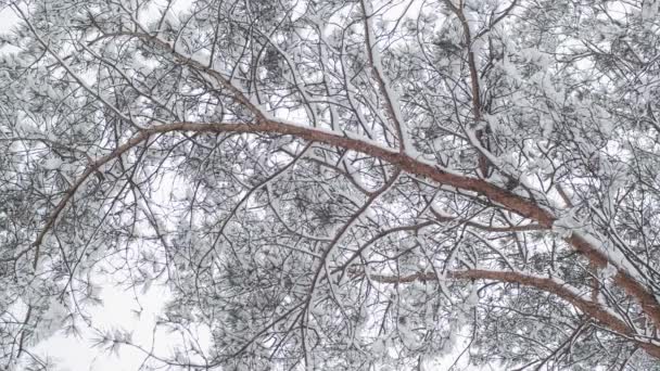 Vinter Sneklædte Landskab Nærmere Detaljer Mellemøsten Hviderussisk Natur Lodret Video – Stock-video