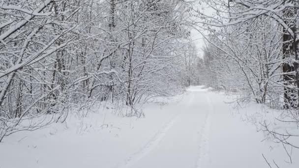 Winter Snowy Landscape Middle Europe Belarussian Nature — Stock Video